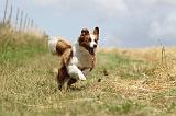 BORDER COLLIE 686